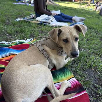 Holly -  Hound and Mixed Breed Dog for Adoption in Detroit, Michigan - Holly | PetCurious