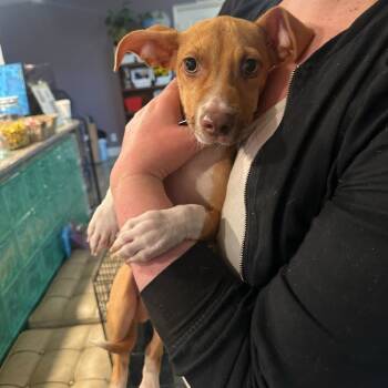 Rescue Mixed Breed Dogs for Adoption in San Francisco, California - Remy | PetCurious