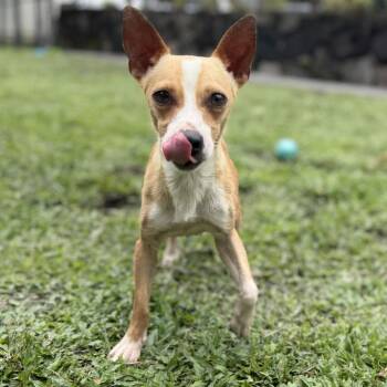 Fry -  Mixed Breed Dog for Adoption in Keaau, Hawaii - Fry | PetCurious