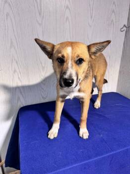 Corgi and Carolina Dog Dogs Available for Adoption in Opelousas, Louisiana - CONNIE (PINE CREST) | PetCurious