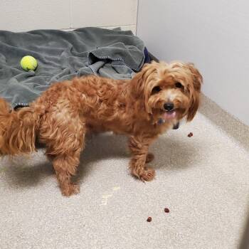 Zig Zag -  Wirehaired Terrier and Mixed Breed Dog for Adoption - Zig Zag | PetCurious