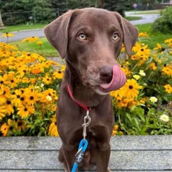 SHILOH -  Labrador Retriever and Mixed Breed Dog for Adoption in Anchorage, Alaska - SHILOH | PetCurious