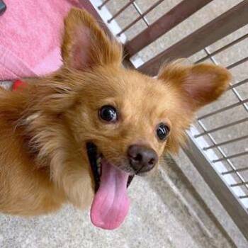 Pip -  Pomeranian and Mixed Breed Dog for Adoption in Woodinville, Washington - Pip | PetCurious