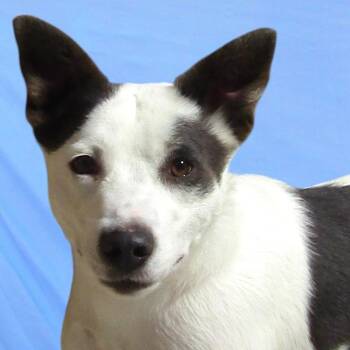 Ally -  Mixed Breed Dog for Adoption in Las Cruces, New Mexico - Ally | PetCurious