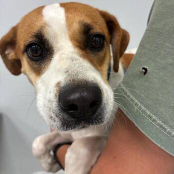 Kaylee -  Beagle and Mixed Breed Dog Available for Adoption in Abilene, Texas - Kaylee | PetCurious