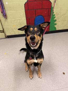 German Shepherd Dog Dogs Available for Adoption - BENNY | PetCurious