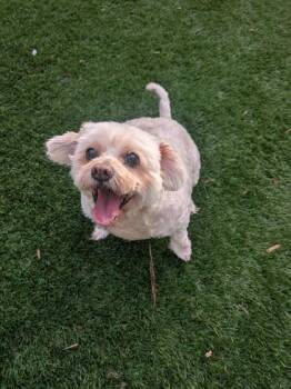 Lhasa Apso and Mixed Breed Dogs Available for Adoption - Cinnamon | PetCurious