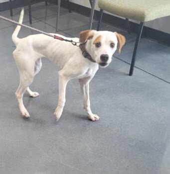 Ic 6 Sophie -  Beagle Dog for Adoption in Lawrenceville, Georgia - Ic 6 Sophie | PetCurious