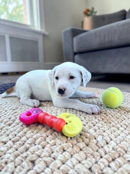 English Bulldog and Bluetick Coonhound Dogs Available for Adoption in Auburn, Georgia - Gardenia | PetCurious