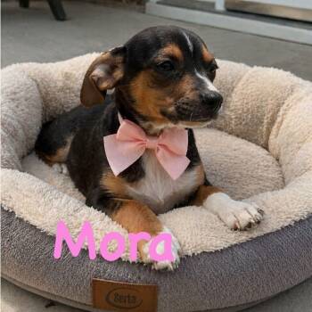 Chiweenie Dogs Available for Adoption in Crosby, Texas - Mora | PetCurious