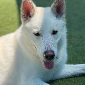 German Shepherd Dog Dogs Available for Adoption in Los Angeles, California - Roxy A2258484 | PetCurious