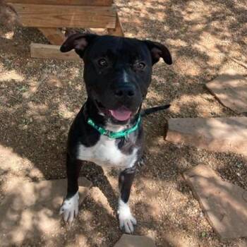 Jack -  Mixed Breed Dog for Adoption in Duncan, Oklahoma - Jack | PetCurious