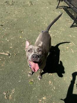 Pit Bull Terrier and Mixed Breed Dogs Available for Adoption in Charlotte, North Carolina - NALA | PetCurious