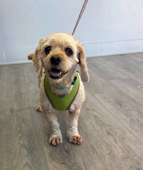 Violet -  Cocker Spaniel and Maltese Dog for Adoption in Mission Viejo, California - Violet | PetCurious
