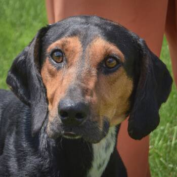 Trotter -  Black And Tan Coonhound and Black Labrador Retriever Dog for Adoption in Huntley, Illinois - Trotter | PetCurious