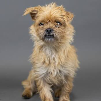 Clementine -  Terrier Dog for Adoption in Portland, Oregon - Clementine | PetCurious