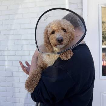 Jay Walker -  Golden Retriever and Poodle Dog for Adoption in Northbrook, Illinois - Jay Walker | PetCurious
