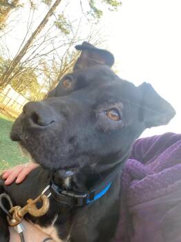 Rescue Pit Bull Terrier and Labrador Retriever Dogs for Adoption in Zuni, Virginia - Nishi | PetCurious