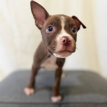 Jermaine Jackson -  Husky and Pit Bull Terrier Dog for Adoption in Las Vegas, Nevada - Jermaine Jackson | PetCurious