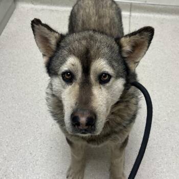 Siberian Husky Dogs Available for Adoption - Nanook | PetCurious