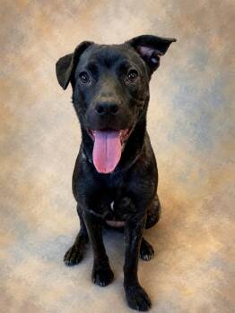 SUNNY - foster or adopter needed -  Black Labrador Retriever Dog for Adoption in Largo, Florida - SUNNY - Foster Or Adopter Needed | PetCurious