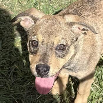 Rescue Shepherd Dogs for Adoption in Brookeville, Maryland - Jellybean | PetCurious
