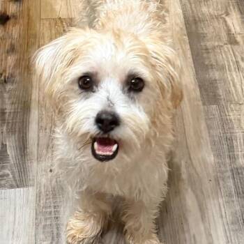 Wednesday -  Terrier and Mixed Breed Dog for Adoption in Las Vegas, Nevada - Wednesday | PetCurious