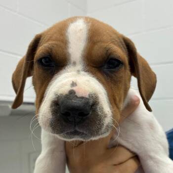 Tarte -  Labrador Retriever and Mixed Breed Dog for Adoption in Corpus Christi, Texas - Tarte | PetCurious