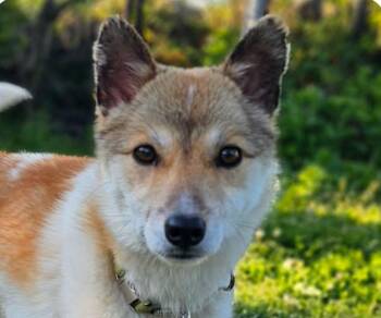 Charlie -  Jindo and Shiba Inu Dog for Adoption in San Ramon, California - Charlie | PetCurious