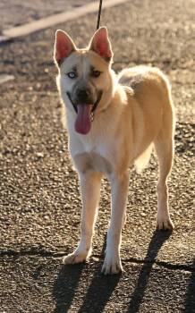 Rescue Husky Dogs for Adoption in Tucson, Arizona - Nanuq | PetCurious