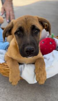 Australian Cattle Dog Blue Heeler and Boxer Dogs Available for Adoption - Gemini | PetCurious