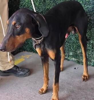 61664661 -  Doberman Pinscher and Mixed Breed Dog for Adoption in El Paso, Texas - 61664661 | PetCurious