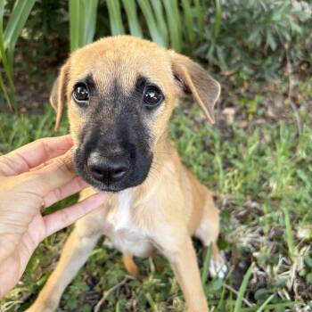 Gretel -  Belgian Shepherd Malinois Dog for Adoption in Harlingen, Texas - Gretel | PetCurious