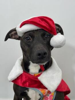 Labrador Retriever and Terrier Dogs Available for Adoption - Rumina | PetCurious