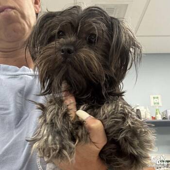 Coco -  Shih Tzu Dog for Adoption in Washington, District Of Columbia - Coco | PetCurious