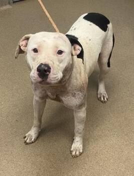 Pompey -  Mixed Breed Dog for Adoption in Chamblee, Georgia - Pompey | PetCurious