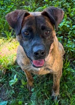 Larry -  Mixed Breed Dog for Adoption in Spencer, Indiana - Larry | PetCurious
