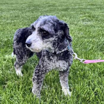 Australian Shepherd and Poodle Dogs Available for Adoption in Campton Hills, Illinois - Kabuki | PetCurious