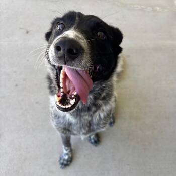 Australian Cattle Dog Blue Heeler and None Dogs Available for Adoption in Ottawa, Kansas - Pepper (Lucy) | PetCurious