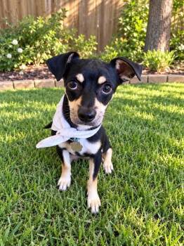 Luxe Finnegan Pippin Pawsworth -  Chihuahua and Miniature Pinscher Dog for Adoption in Friendswood, Texas - Luxe Finnegan Pippin Pawsworth | PetCurious