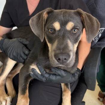 Eve -  Mixed Breed and Hound Dog for Adoption in Nashville, Tennessee - Eve | PetCurious