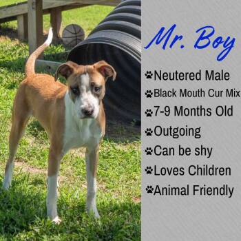 Mr. Boy -  Black Mouth Cur and Labrador Retriever Dog for Adoption in Junction City, Kansas - Mr. Boy | PetCurious