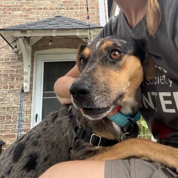 Keely Jones -  Catahoula Leopard Dog and Mixed Breed Dog for Adoption in Chicago, Illinois - Keely Jones | PetCurious