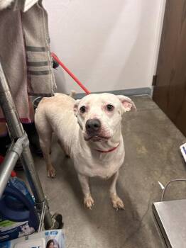 Mixed Breed Dogs Available for Adoption in Denham Springs, Louisiana - Casper | PetCurious
