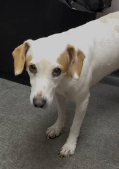 Rosie -  Mixed Breed Dog for Adoption in Osseo, Michigan - Rosie | PetCurious