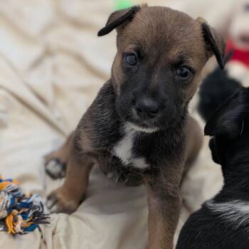 Kay -  Cattle Dog and Mixed Breed Dog for Adoption in Buchanan Dam, Texas - Kay | PetCurious