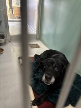 Percy 786-26 -  Labrador Retriever and Mixed Breed Dog for Adoption in Cumming, Georgia - Percy 786-26 | PetCurious