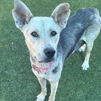 Saskia A2278763 -  German Shepherd Dog Dog for Adoption in Los Angeles, California - Saskia A2278763 | PetCurious