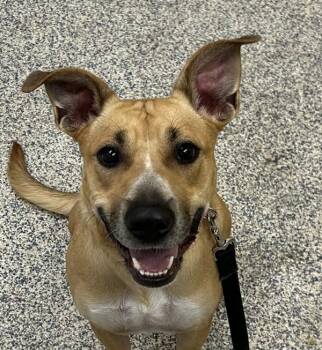 Sofie -  Shepherd Dog for Adoption in Golden, Colorado - Sofie | PetCurious