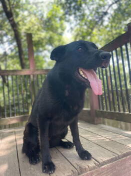 Rescue German Shepherd Dog Dogs for Adoption in Leavenworth, Kansas - Grey | PetCurious